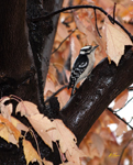 Downy Woodpecker